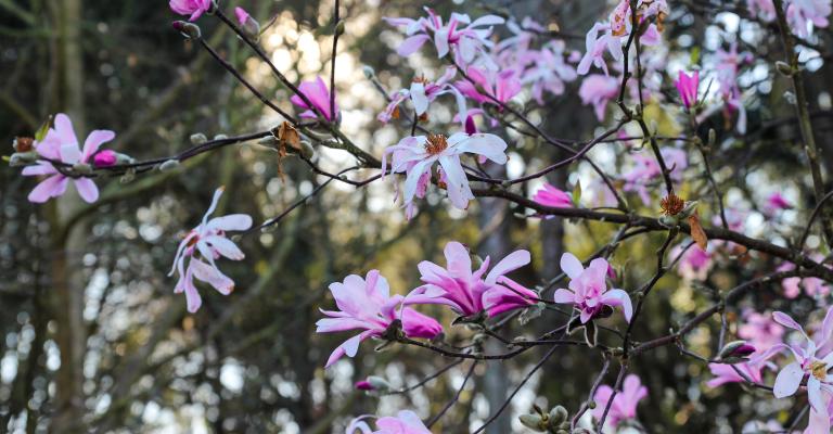 Decorative blooming tree