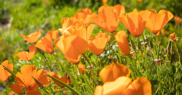 decorative floral image