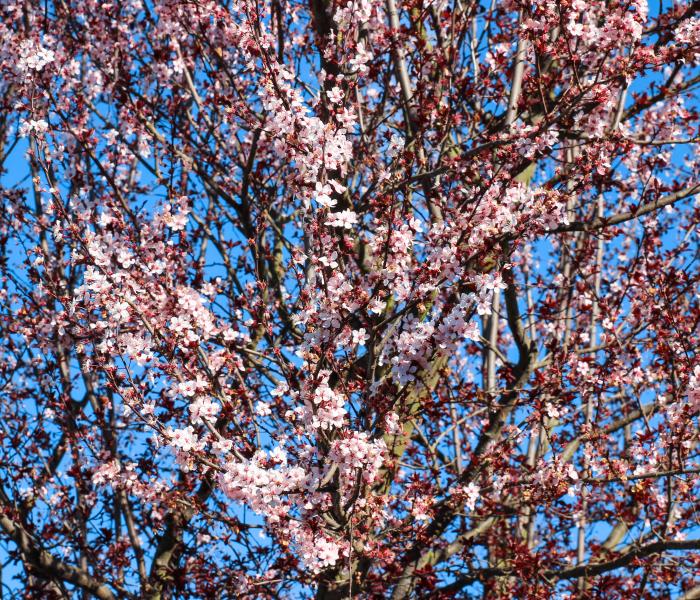 cherry blossoms on campus