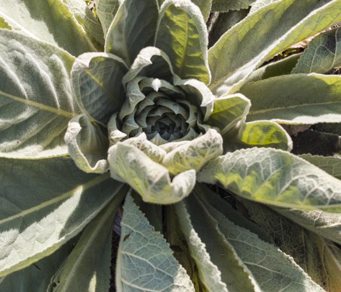 decorative plant image