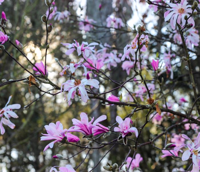 Decorative blooming tree