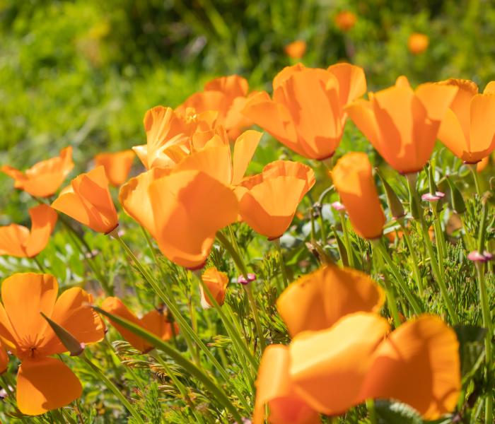 decorative floral image