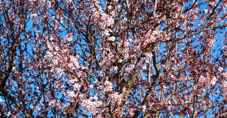 cherry blossoms on campus