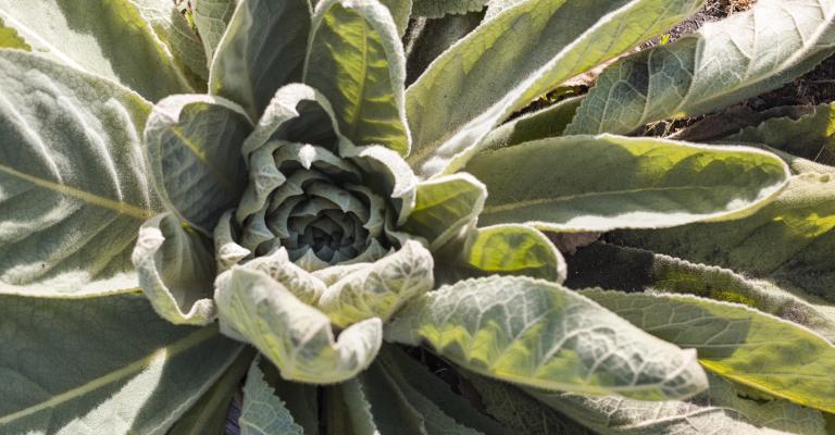 decorative plant image