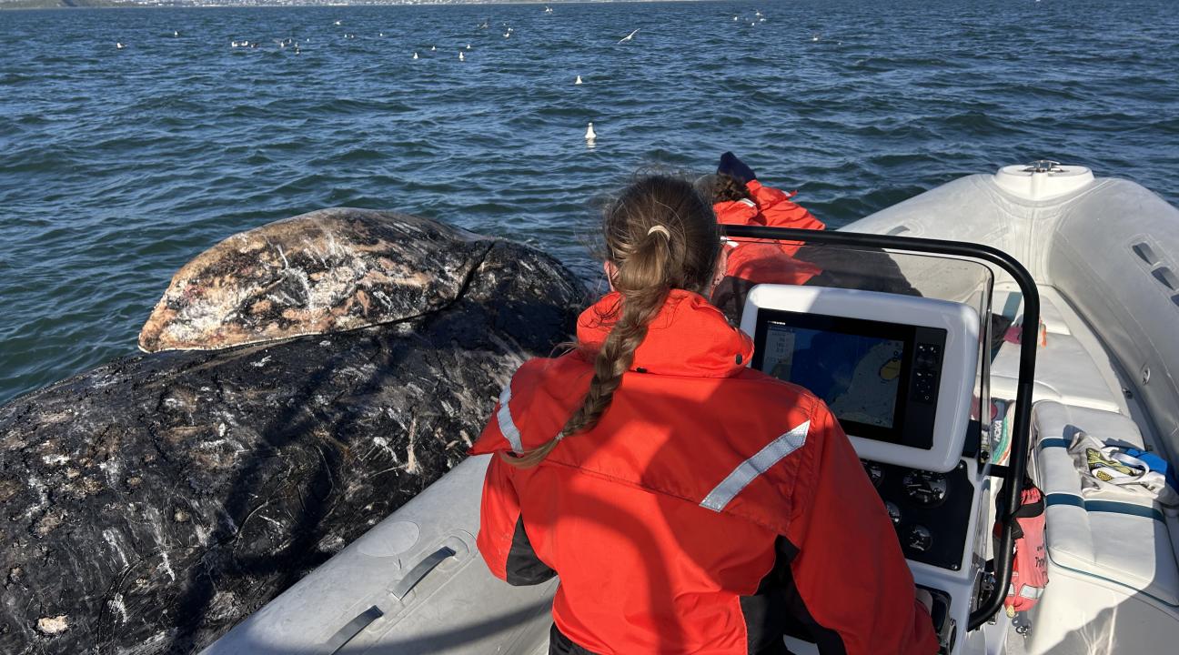 Josephine Slaathaug in research boat next to gray whale along Pacific Coast