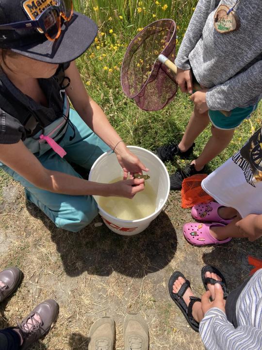 Sabo handles bullfrog in bucket