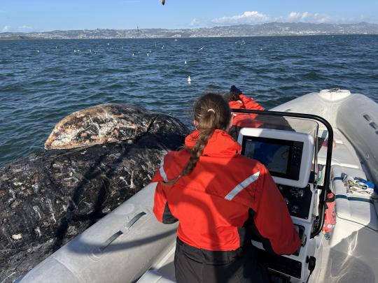 Josephine Slaathaug in research boat next to gray whale along Pacific Coast